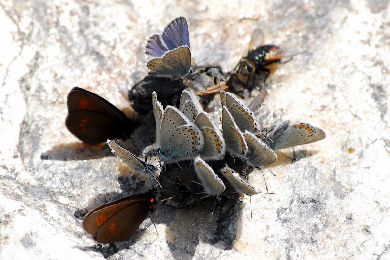 Assembramenti di farfalle